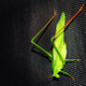 Illustration for article titled Shooting Challenge: Bugs 4